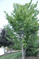 Acer rubrum 'Red Sunset' (Franksred) — photo 2